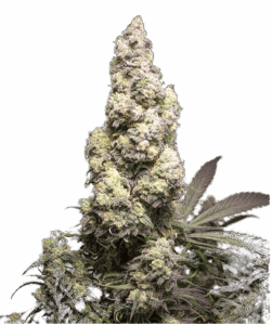 Cookies Auto Colorado