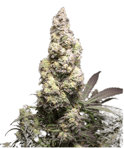 Auto Colorado Cookies