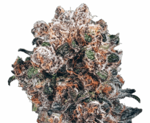 CBD Mustikka feminisoidut siemenet