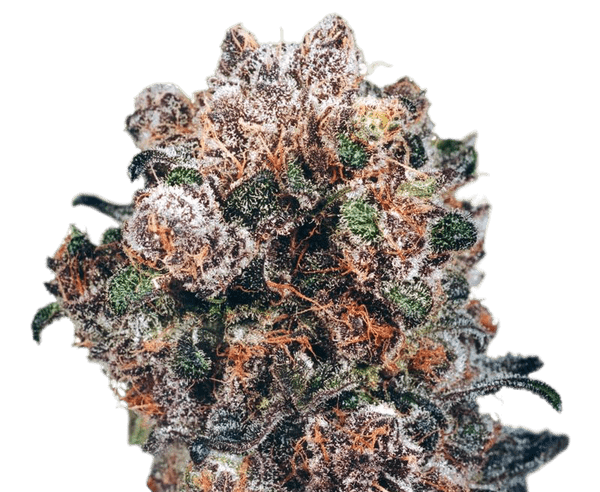 CBD Blueberry feminised seeds