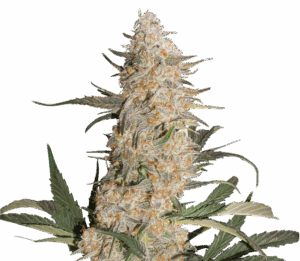 CBD Critical Orange Punch seeds