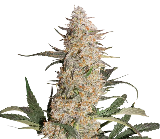 CBD Critical Orange Punch seeds