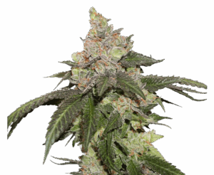 CBD Kerosene Krash feminised seeds