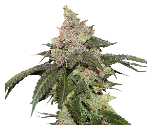 CBD Kerosene Krash feminised seeds