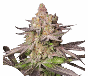 CBD Melonade Runtz seeds