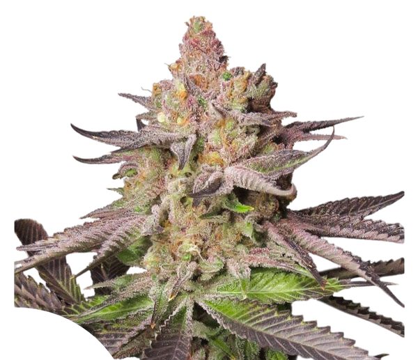 CBD Melonade Runtz seeds