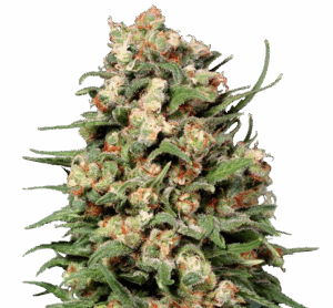 CBD Skunk # 1 regular seeds