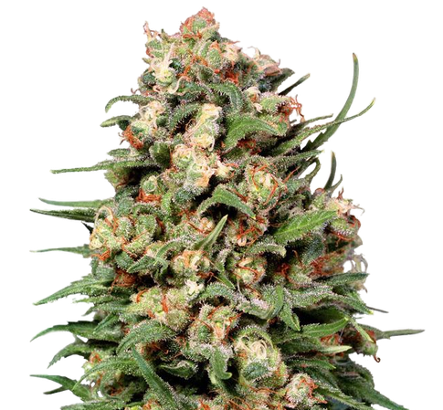 CBD Skunk # 1 regular seeds