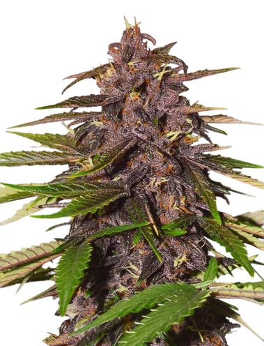 CBD Auto Forbidden Cherry feminised seeds