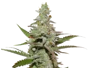 Amsterdam Amnesia® Feminisoidut siemenet