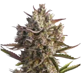 Auto blueberry Seeds