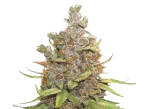 Auto Glueberry OG - Kannabiksen siemeniä auto Glueberry OG - Kannabiksen siemenet