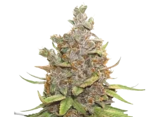 Auto Glueberry OG - Kannabiksen siemeniä auto Glueberry OG - Kannabiksen siemenet