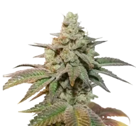 Auto Kerosene Krash Feminised Seeds