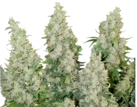 Auto Think Different Autoflower Kannabiksen siemenet