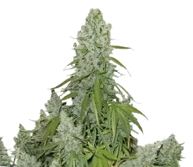 Auto Ultimate Feminised Seeds