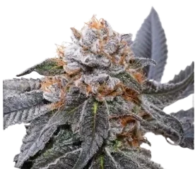 Blue Zushi Kannabiksen siemenet