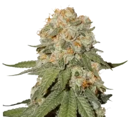 Orange Bud - Graines féminisées