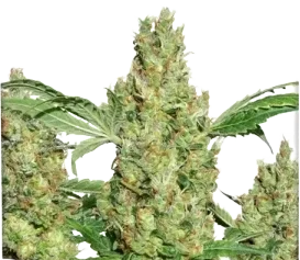 Power Plant Graines de cannabis