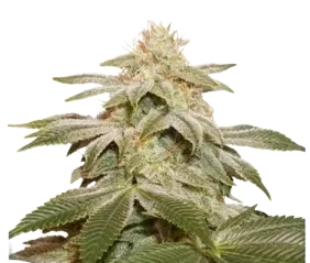 Sugar Bomb Punch Graines féminisées