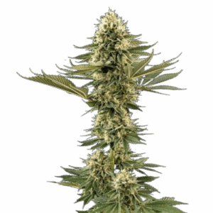 Bruce Banger Schnell Feminisiert Saatgut