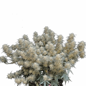 Strawberry Cheesecake Auto Feminisiert Saatgut