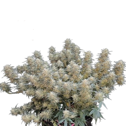 Strawberry Cheesecake Auto Feminisiert Saatgut