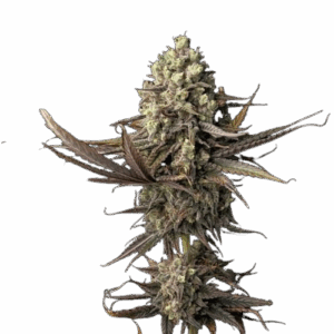 Blue Dream Feminisiert Saatgut