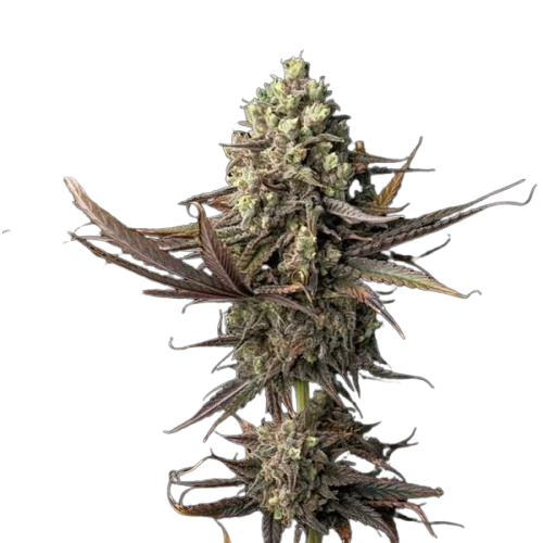 Blue Dream Feminisiert Saatgut