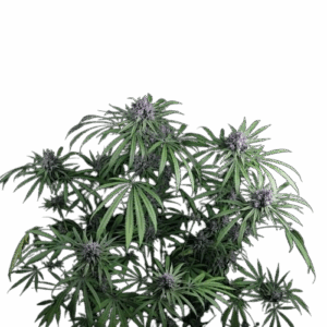 Purple Ghost Candy Feminisiert Saatgut