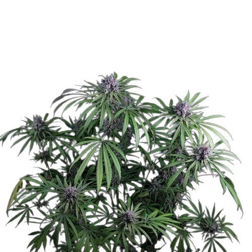 Purple Ghost Candy Feminisiert Saatgut