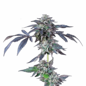 Banana Jealousy Feminisiert Saatgut