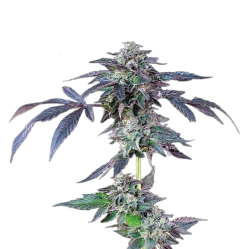 Banana Jealousy Feminisiert Saatgut