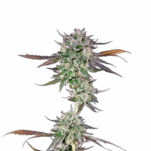 Gelato 41 BX Feminisiert Saatgut