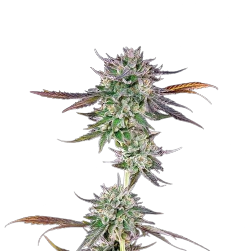 Gelato 41 BX Feminisiert Saatgut