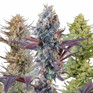 Saatgutman MegaMix Auto Feminisiert Saatgut