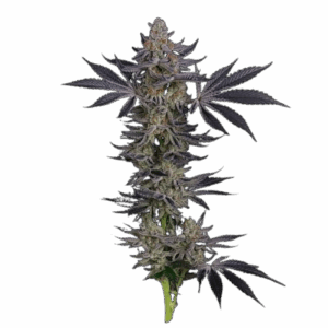 Gorilla Runtz Feminisiert Saatgut