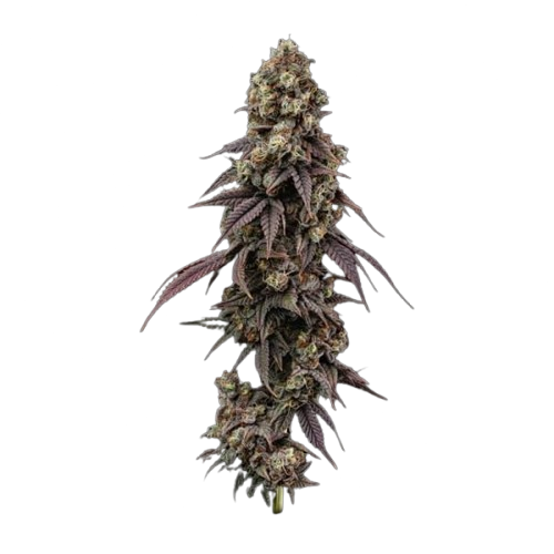 Ice Dream Cake Fast Feminised Seeds