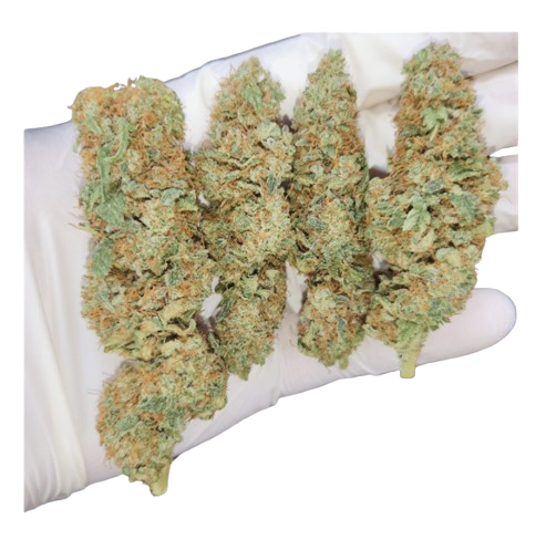 CBD Golden Goat – Indoor — Arvostelut