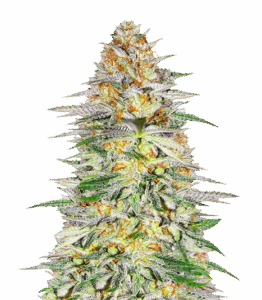 Alpha 21 feminisierte Samen — Bewertungen