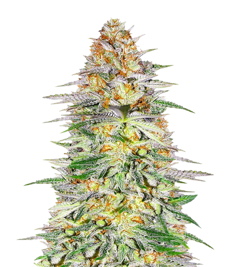 Alpha 21 feminisierte Samen — Bewertungen