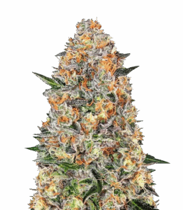 Bubba Kush Samen feminisiert — Bewertungen