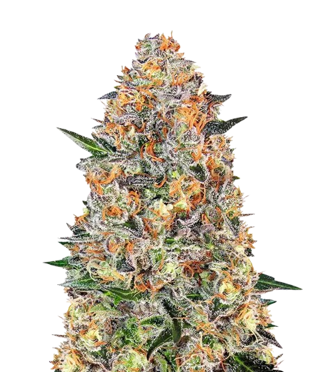 Bubba Kush Samen feminisiert — Bewertungen