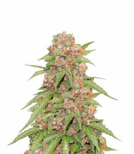 Godzilla Cookies Auto feminisierte Samen — Bewertungen