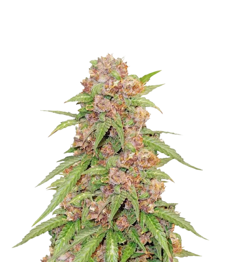 Godzilla Cookies Auto feminisierte Samen — Bewertungen