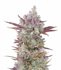 Gorilla Cookies Auto — Bewertungen