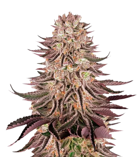 Mimosa x Orange Punch feminisierte Samen — Bewertungen